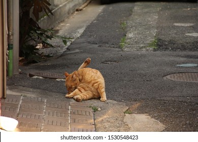 296 Back Alley Cats Images, Stock Photos & Vectors | Shutterstock