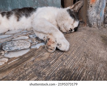 1,115 Cat near door Images, Stock Photos & Vectors | Shutterstock