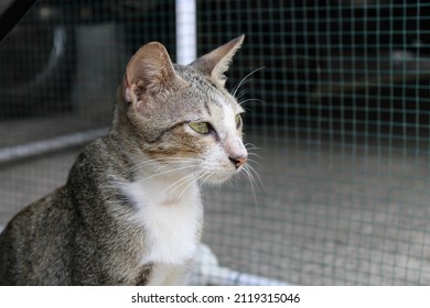 A Stray Cat With A Blank Stare