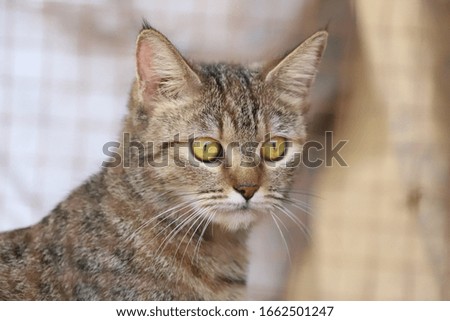 A Stray Cat In Captivity Closeup View