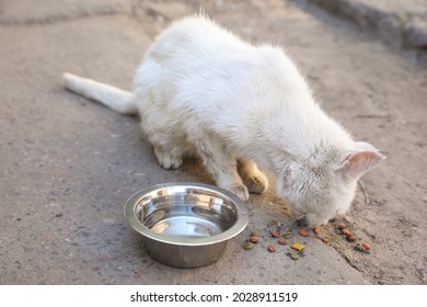 Stray Cat Eating Near Bowl With Water Outdoors