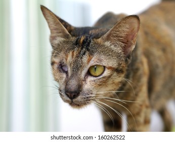 Feral Stray Cats Images Stock Photos Vectors Shutterstock