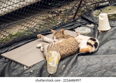 Stray Cat Family Sleep Near The Garbage In A City