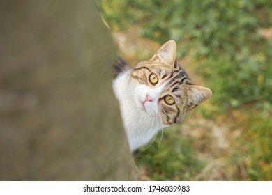 Stray Cat Hiding Game, Show Head. Cat Photographer New Picture