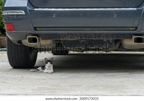 Stray cat is hiding under the car. \
Kitten lies under the car to escape from the hot weather\
