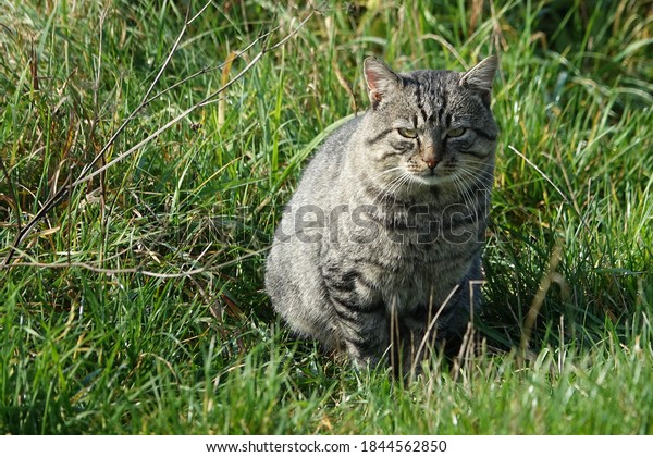 野良猫はハンストリーカーや鳥を狩る」の写真素材（今すぐ編集 