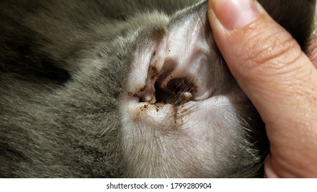 A stray cat with infectious ear discharge - Shutterstock ID 1799280904