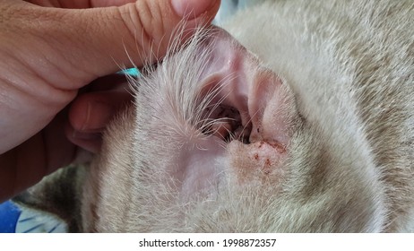 Stray Cat Infectious Ear Discharge Stock Photo 1998872357 | Shutterstock