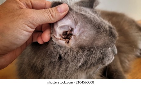 A stray cat with infectious ear discharge