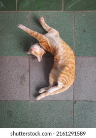 Stray Cat Laying On The Floor