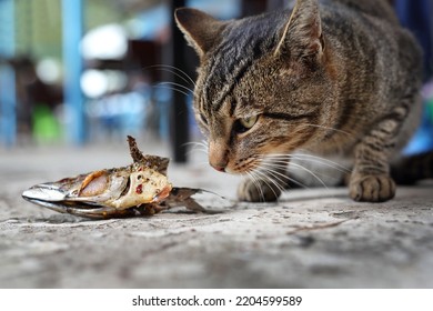 1,064 Cat having pet food Images, Stock Photos & Vectors | Shutterstock