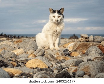 Stray cat living at the fishing port