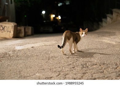 Stray cat living in the streets 