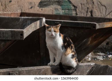 A Stray Cat Looks For Food In Rubbish Bins Close To The Security Wall In Aida Camp, Bethlehem, West Bank, Palestine, 15/02/19