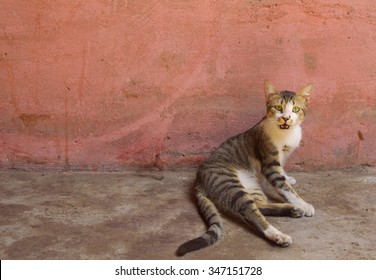 どらねこ の画像 写真素材 ベクター画像 Shutterstock