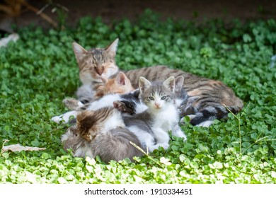 Stray cat mother cat and kittens - Powered by Shutterstock