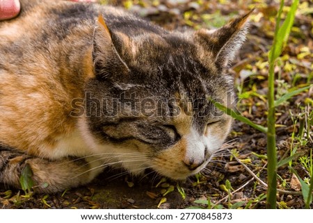 Stray cat napping amidst fallen petals and green grass in Yokohama, Japan