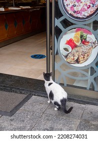 Stray Cat Near The Entrance To The Restaurant. A Hungry Animal Is Looking For Food. Istanbul, Turkey - February 2022