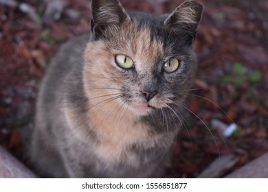 Stray Cat Next To Barracks On US Naval Base