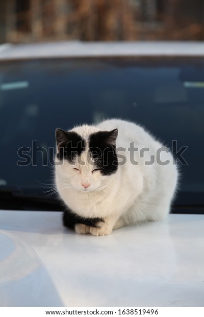 stray cat on the car\
bike