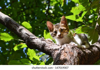 Stray cat on tree