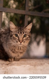 Stray Cat Outside Looking At The Camera. Grey Cat With Beautiful Eyes.