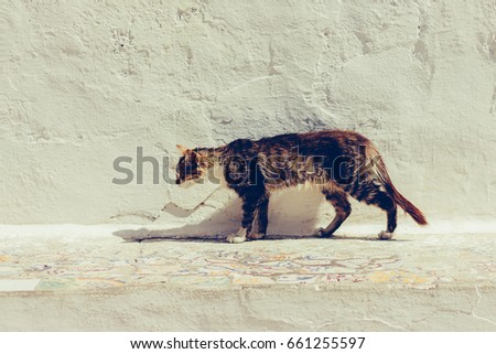 Similar – Image, Stock Photo Chili chills. Animal Pet