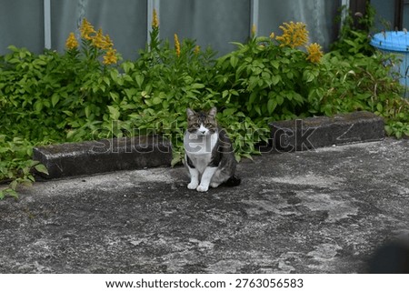 A stray cat in the parking lot
