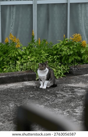 A stray cat in the parking lot