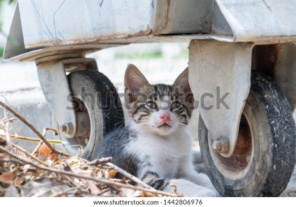 stray cat\
puppy portrait and tabby cat puppy\
portrait