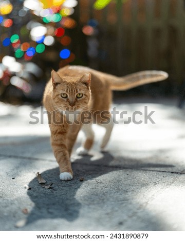 Stray cat. Red Cat. Cute fluffy Kitten. Home pet. Green eyes cat. Kitten portrait. Adorable pretty kitty. Beautiful animals. Domestic young tabby cat.