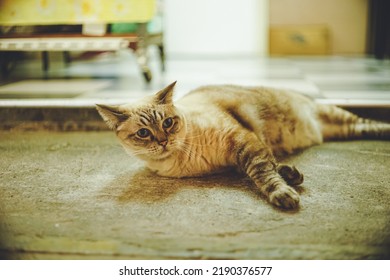 Stray Cat Relaxing In An Alleyway In Downtown Naha, Okinawa, Kyushu, Japan