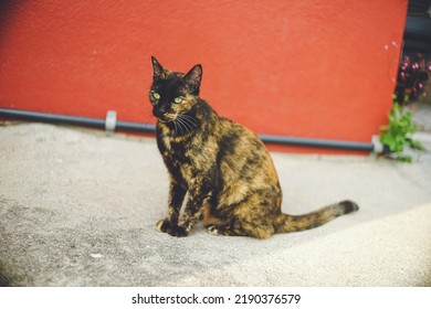 Stray Cat Relaxing In An Alleyway In Downtown Naha, Okinawa, Kyushu, Japan