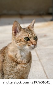 Stray Cat Rests On The Street. Homeless Pet Is Sitting On Sun Beams At Summer. Cat Kicked Out Of The House. Pet Is Outdoors, Portrait.