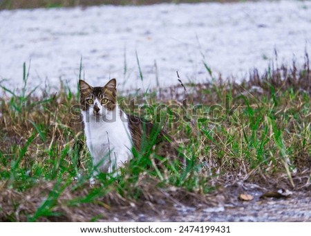 A stray cat. Selective focus.