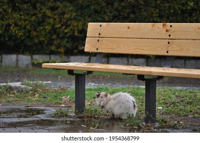 A stray cat sheltering from the rain under the bench 