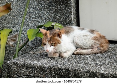 Stray Cat Was Sick And Drooling At The Street