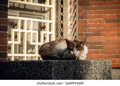 Stray Cat Was Sick And Drooling At The Street