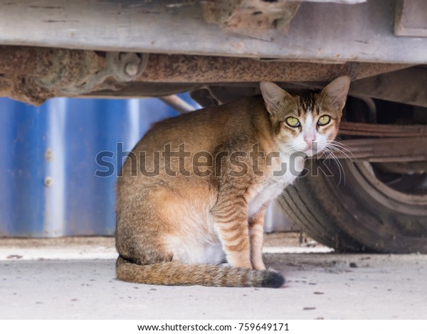 stray cat sit under the\
car