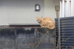 A Stray Cat Sitting On A Concrete Wall