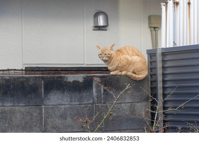 A stray cat sitting on a concrete wall - Powered by Shutterstock