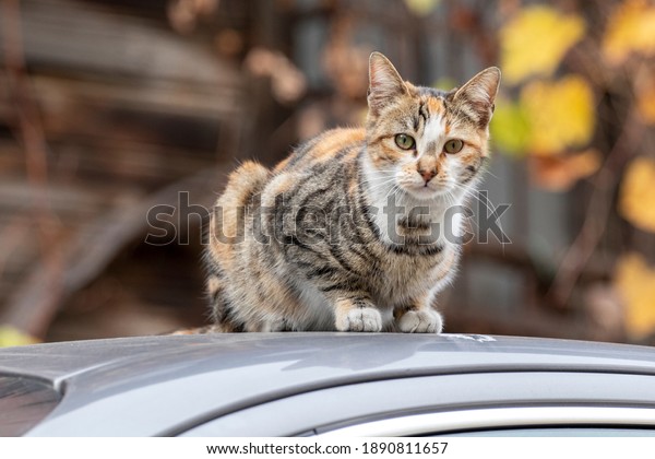 Stray Cat Sitting On Roof Car Stock Photo Edit Now 1890811657