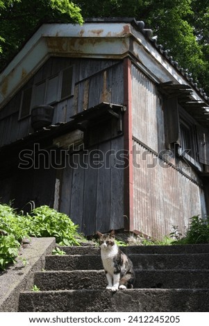 A stray cat sitting on the stone steps, a hovel behind it.