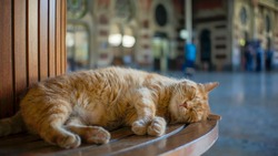 Stray Cat Sleeping On A Bench At Sirkeci Train Station, Istanbul, Turkey                          