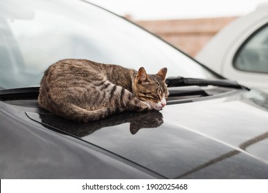 932 Cat On The Hood Of The Car Images, Stock Photos & Vectors ...