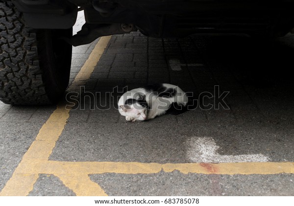 Stray\
cat sleeping under the car. Black and white\
cat.