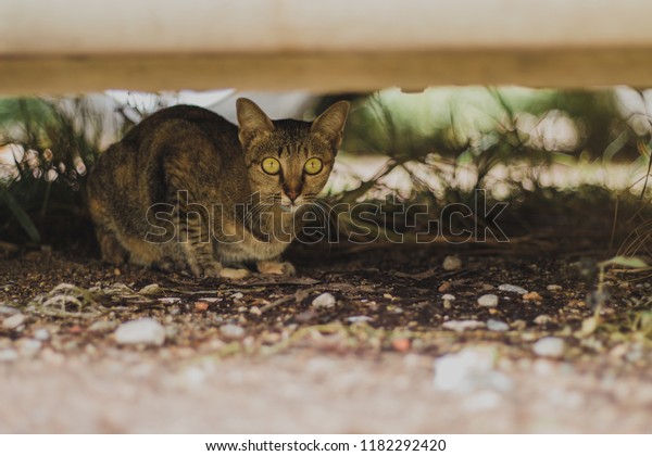 Stray Cat\
with a surprised face ,underneath a\
Car