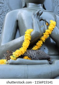 A Stray Cat Takes A Sunny Afternoon Nap In The Lap Of A Large Stone Buddha Statue, Draped In A Yellow Flower Garland.