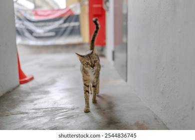 Stray cat at Taman Ma MRT Station, Taman Pinggiran Putra, 43300 Sri Kembangan, Selangor, Malaysia, on morning of June 16, 2024. - Powered by Shutterstock