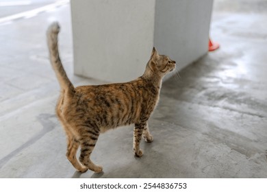 Stray cat at Taman Ma MRT Station, Taman Pinggiran Putra, 43300 Sri Kembangan, Selangor, Malaysia, on morning of June 16, 2024. - Powered by Shutterstock